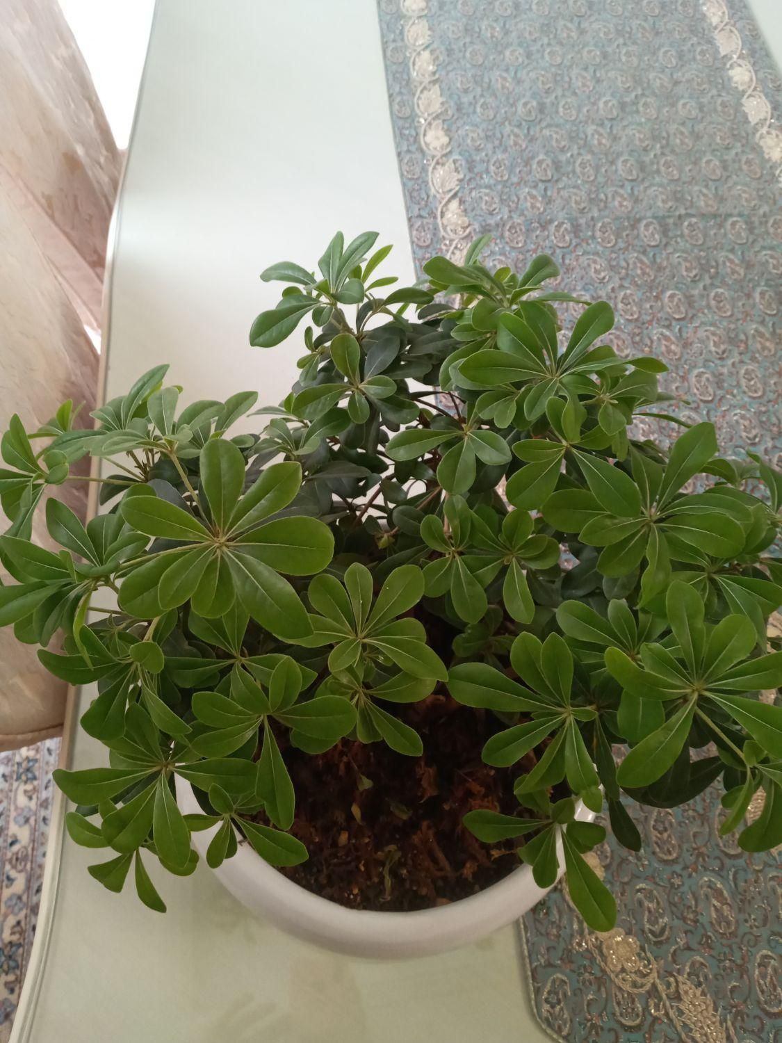 گل بنسای|گل و گیاه طبیعی|تهران, باغ فیض|دیوار
