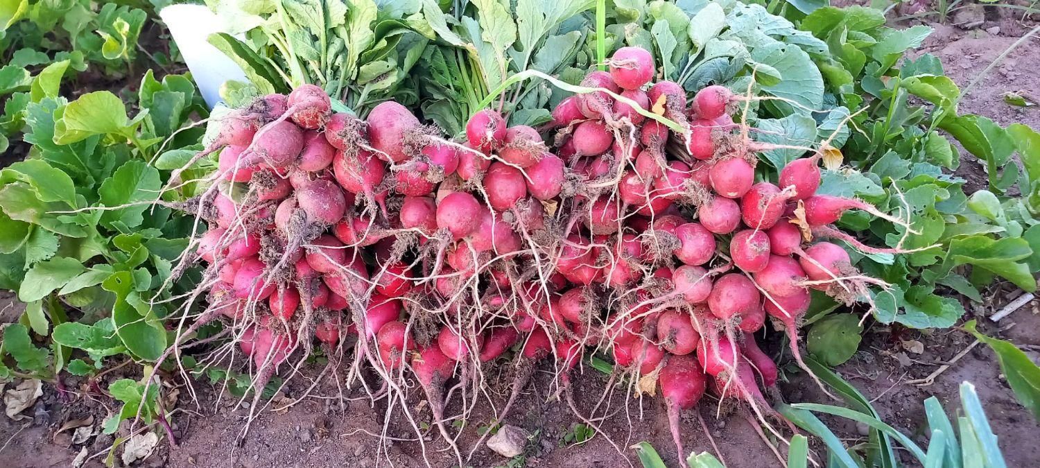 سبزی خشک و سبزی خوردن|عمده‌فروشی|نیشابور, شهرک اندیشه|دیوار