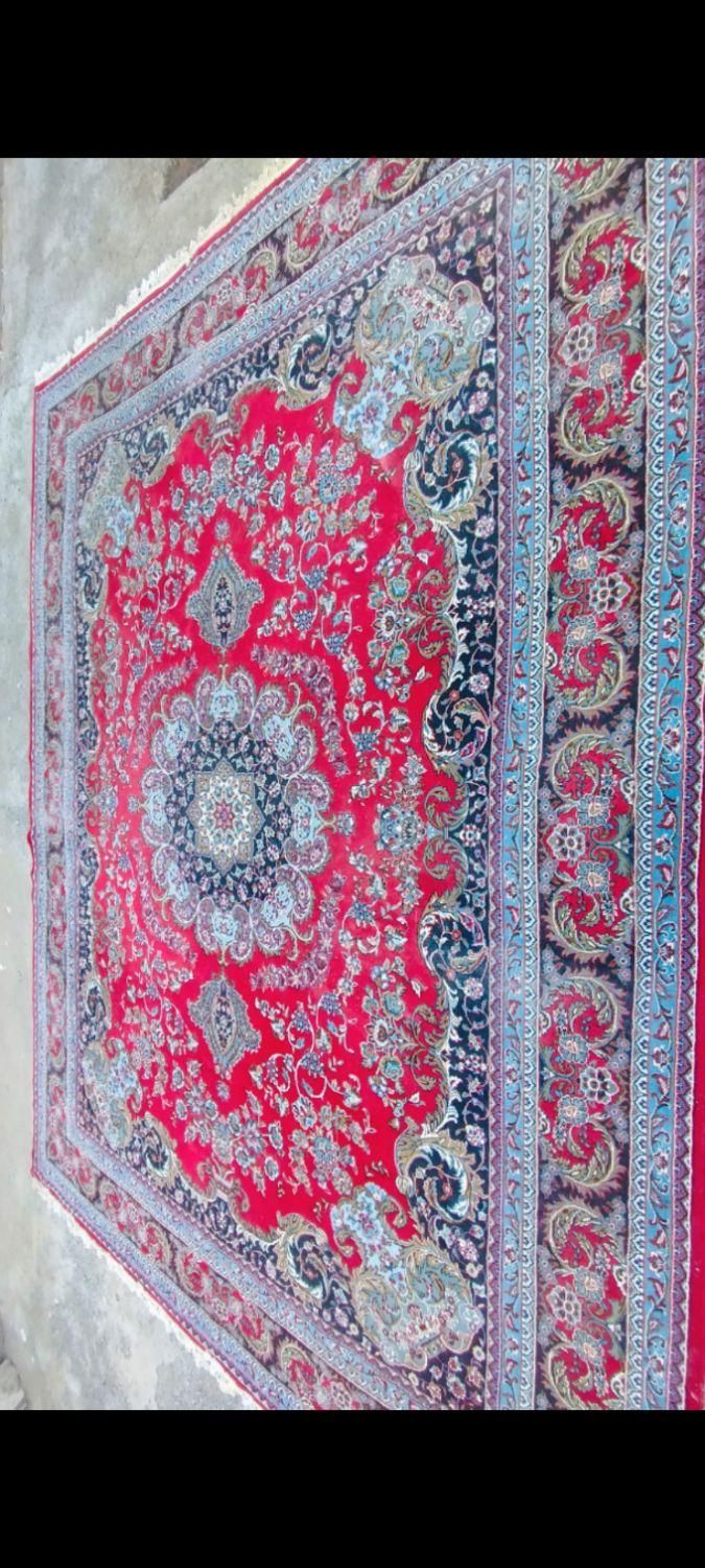 قالی ۱۲ متری گل قرمزی|فرش|تربت جام, جامی|دیوار