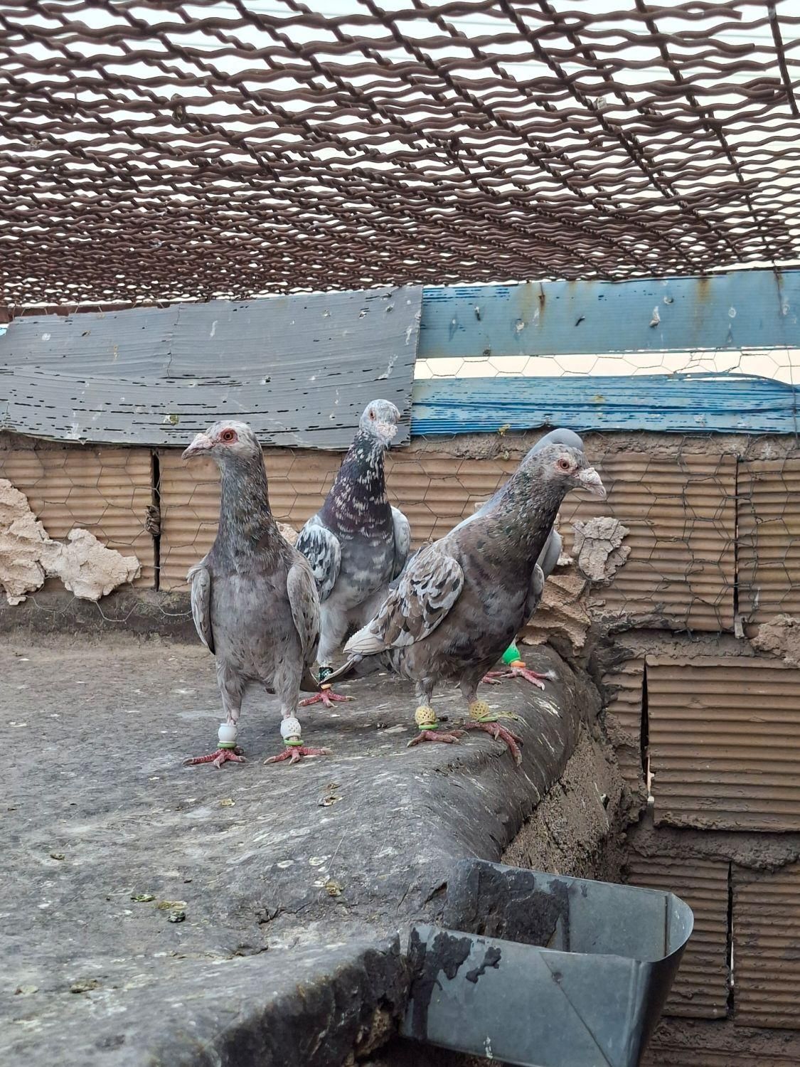 کبوتر|پرنده|تاکستان, |دیوار