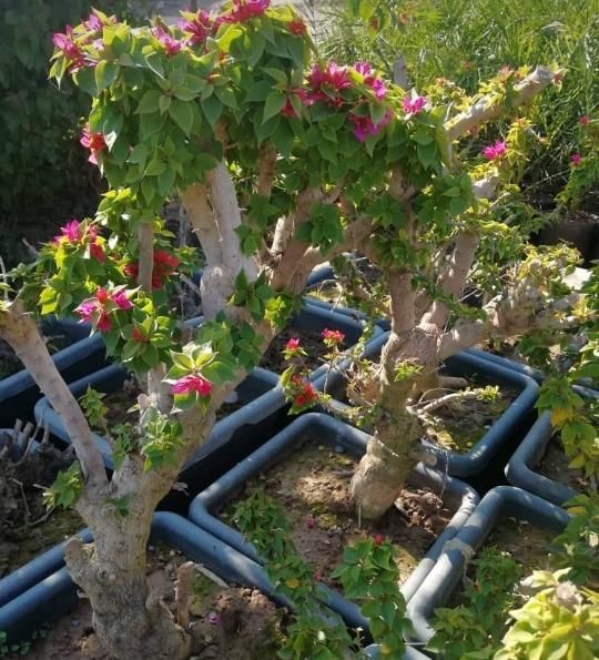 فلاور باکس،گلخانه،آبیاری قطره ای و اتوماتیک|گل و گیاه طبیعی|اهواز, فرهنگ شهر|دیوار