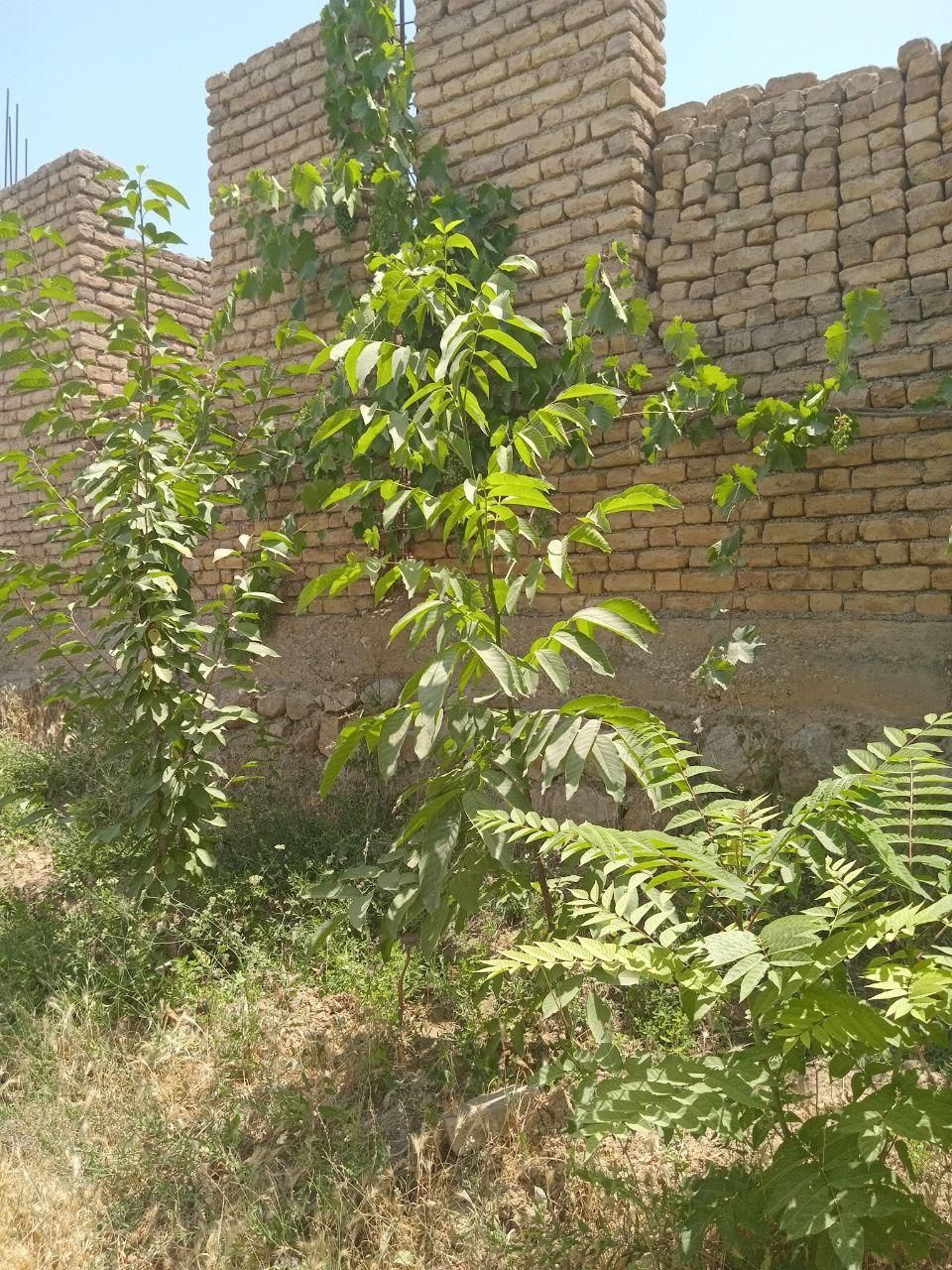 زمین مسکونی همراه با خانه نیمه ساخت و درختان میوه|فروش خانه و ویلا|آشخانه, |دیوار