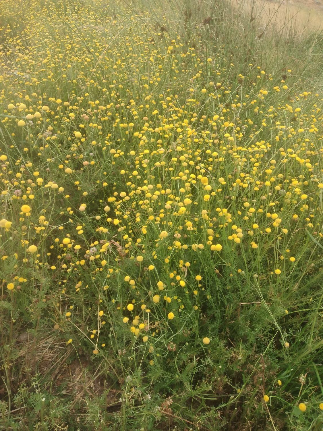بابونک بیمادرن خاک شیر شاه تره کلپر کاسنی|خوردنی و آشامیدنی|خرمدره, |دیوار