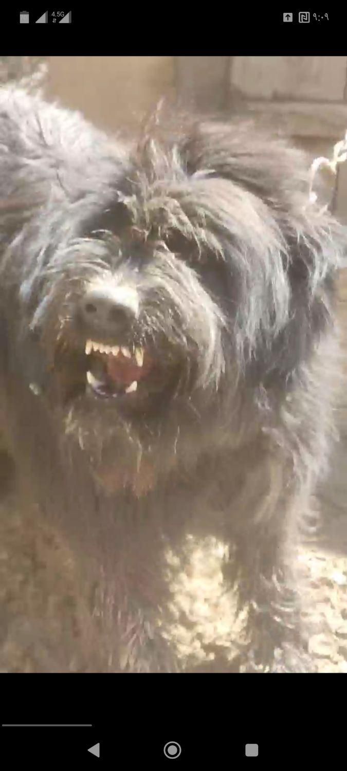 سگ ریشی|حیوانات|اصفهان, ملک‌شهر|دیوار