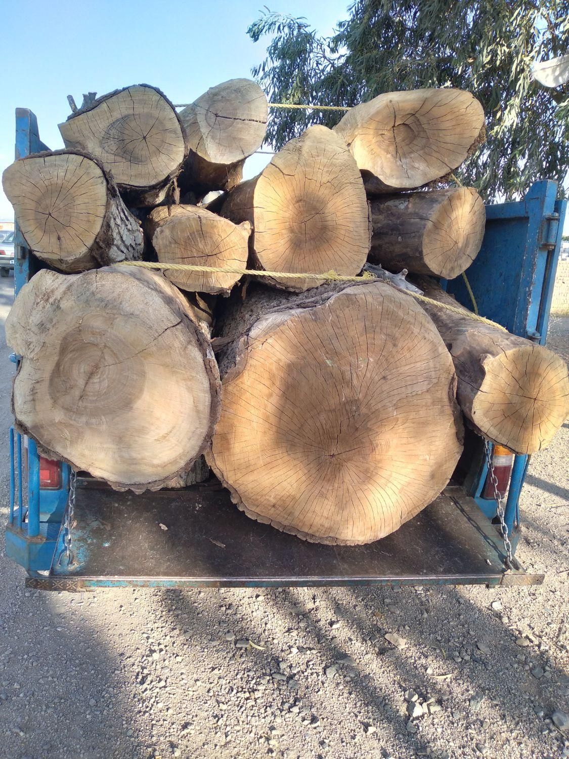 خریدار انواع چوب|خدمات باغبانی و درختکاری|ساوه, |دیوار