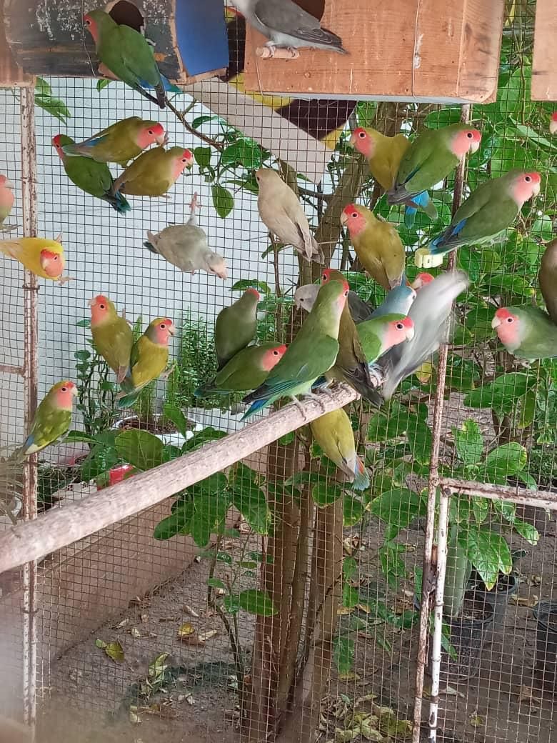 پرنده طوطی کوتوله برزیلی سیراف|پرنده|بندر کنگان, |دیوار