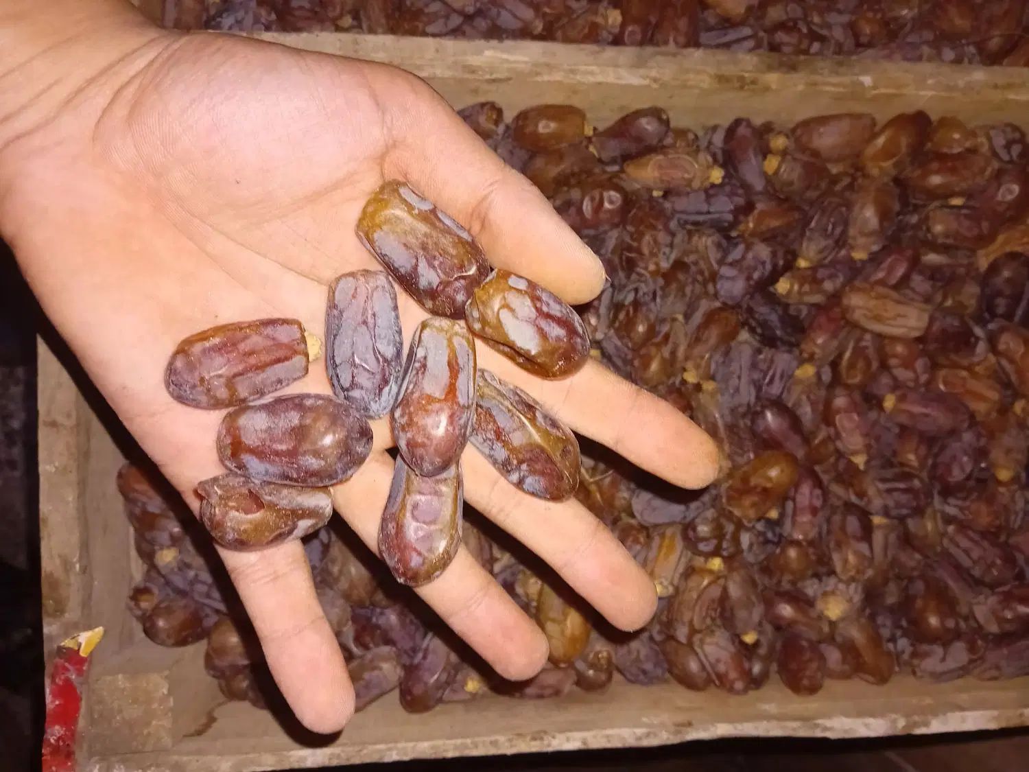خرما استعمران درجه ۱|خوردنی و آشامیدنی|مشهد, انقلاب|دیوار