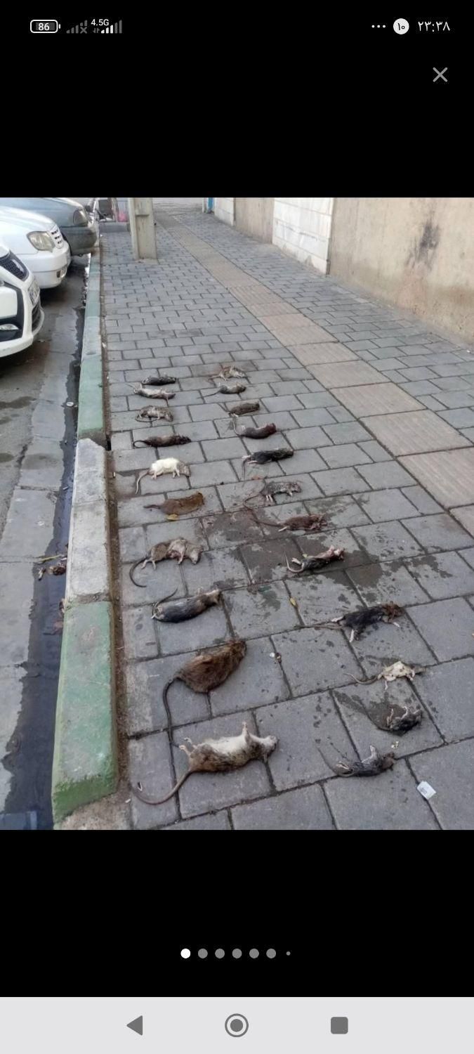 سم پاشی تضمینی شرکت سمپاشی سوسک ساس/ترک زبان منطقه|خدمات نظافت|نسیم‌شهر, |دیوار