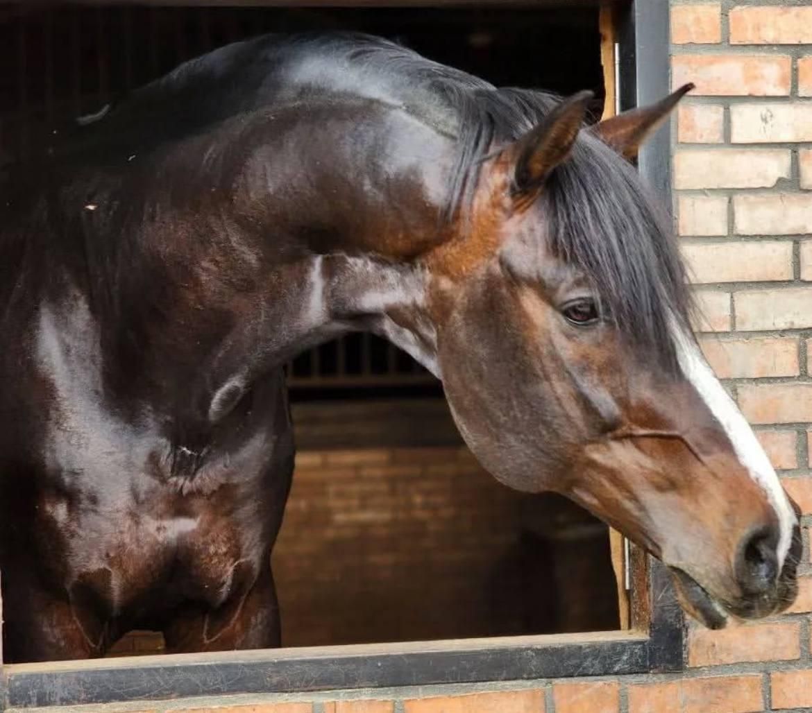 مادیان به همراه کره(اگودتا) مدارکدار|اسب و تجهیزات اسبسواری|ورامین, ورامین|دیوار