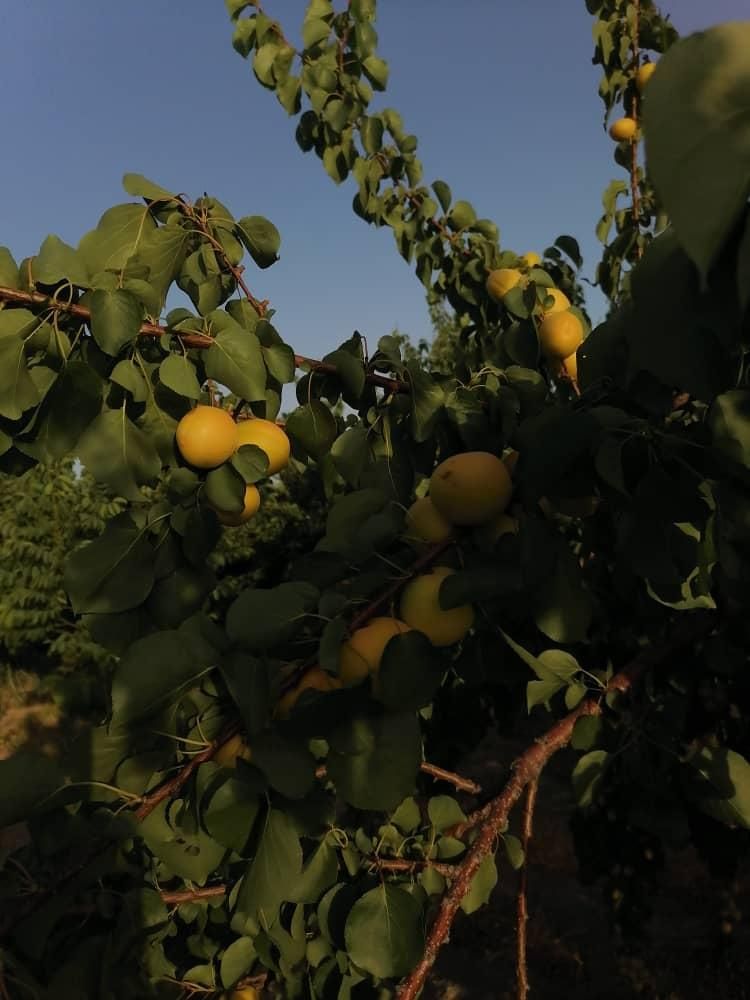 باغ شهری حاجی اباد نقش رستم|فروش زمین و ملک کلنگی|مرودشت, نقش رستم|دیوار