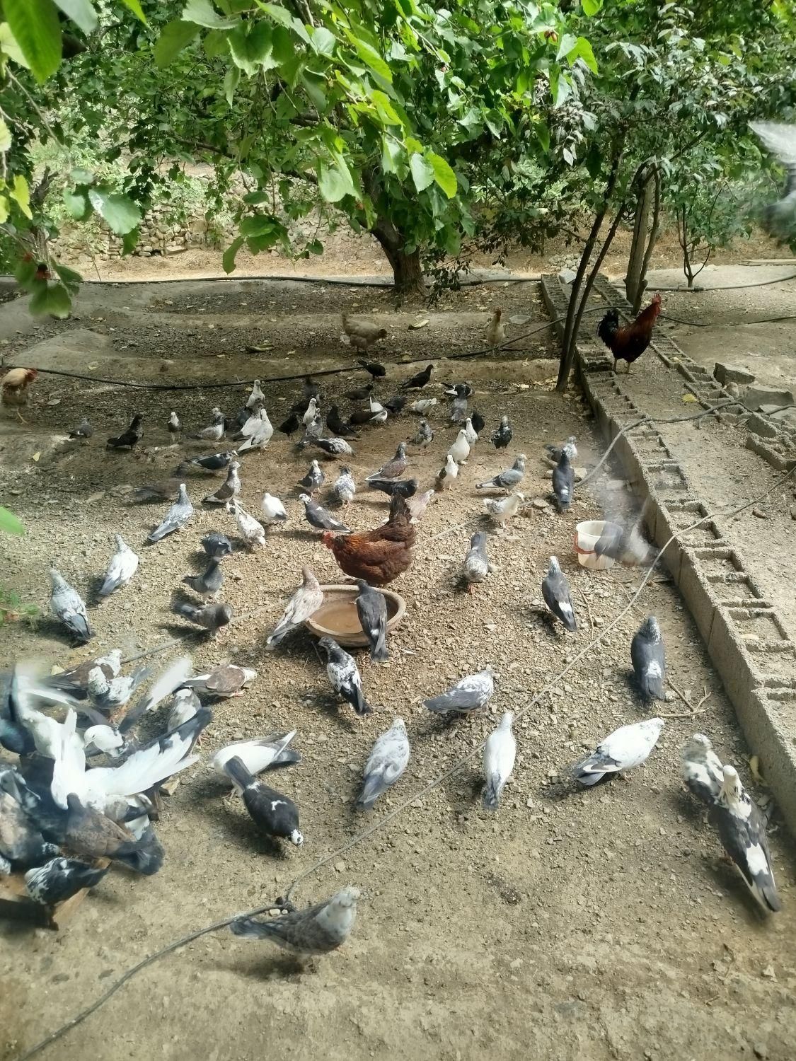 کبوتر پرشی|پرنده|تهران, کن|دیوار
