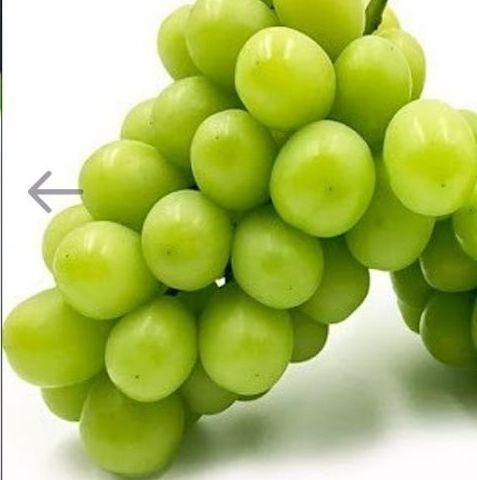 نهال انگور|خدمات باغبانی و درختکاری|نیشابور, مازول|دیوار