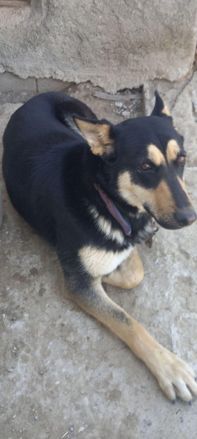 ماده ۳ ساله دوبرمن .توافقی.|سگ|اصفهان, بهارستان|دیوار