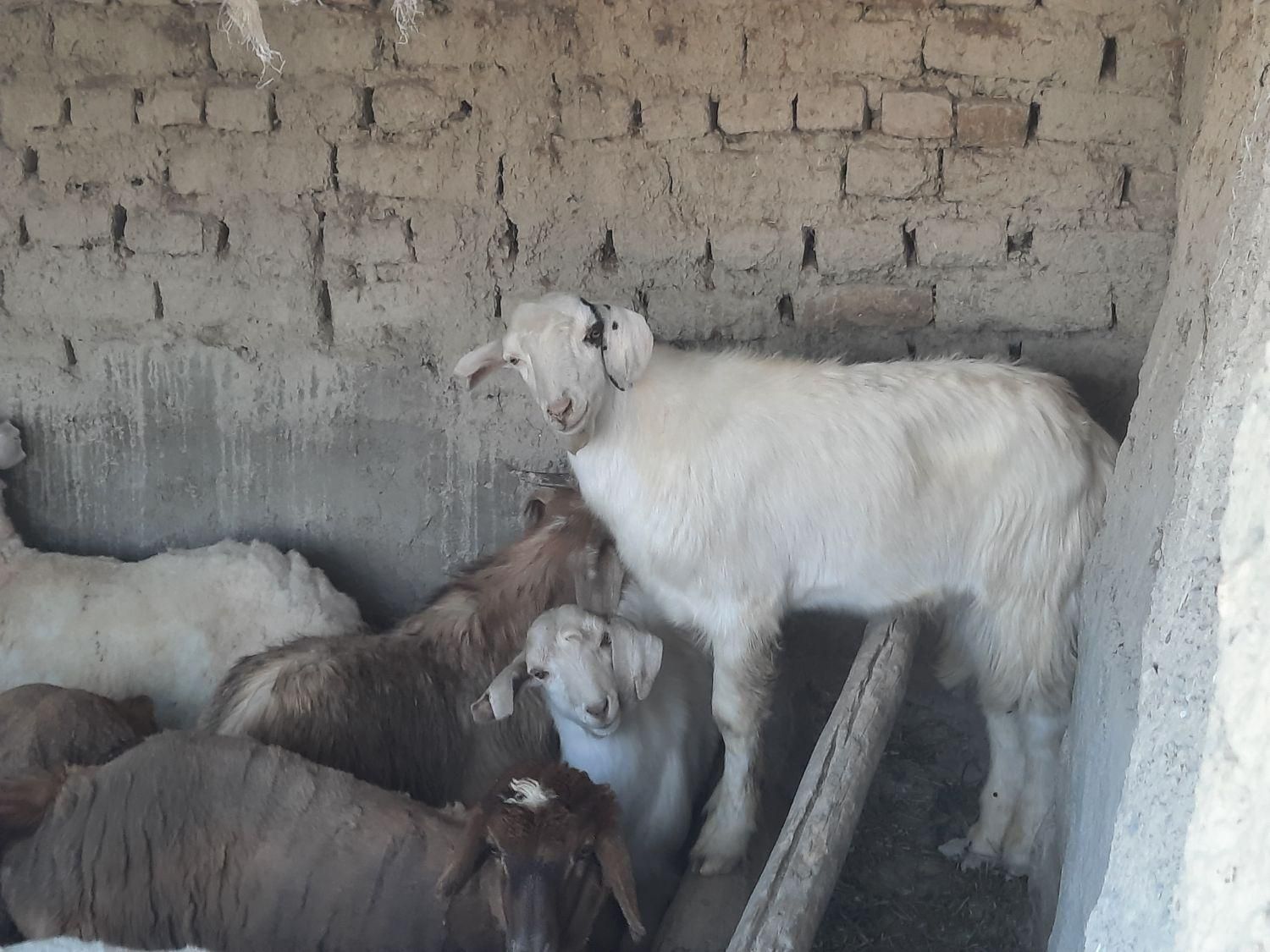 دوعدد نر سانان حدودا ۳۰کیلو هرکدام ۱۲۰۰۰۰۰۰ ملیون|حیوانات مزرعه|شیروان (خراسان), |دیوار