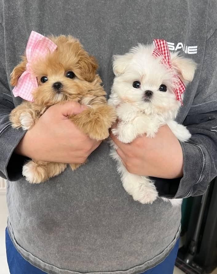 مالتی پو . سگ فنجونی . سگ عروسکی|سگ|تهران, جنت‌آباد جنوبی|دیوار