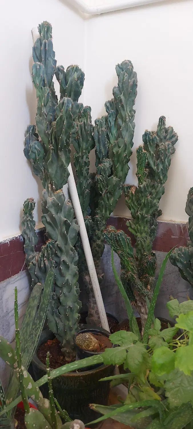 کاکتوس صخره ای ۳۰ ساله|گل و گیاه طبیعی|تهران, نازی‌آباد|دیوار