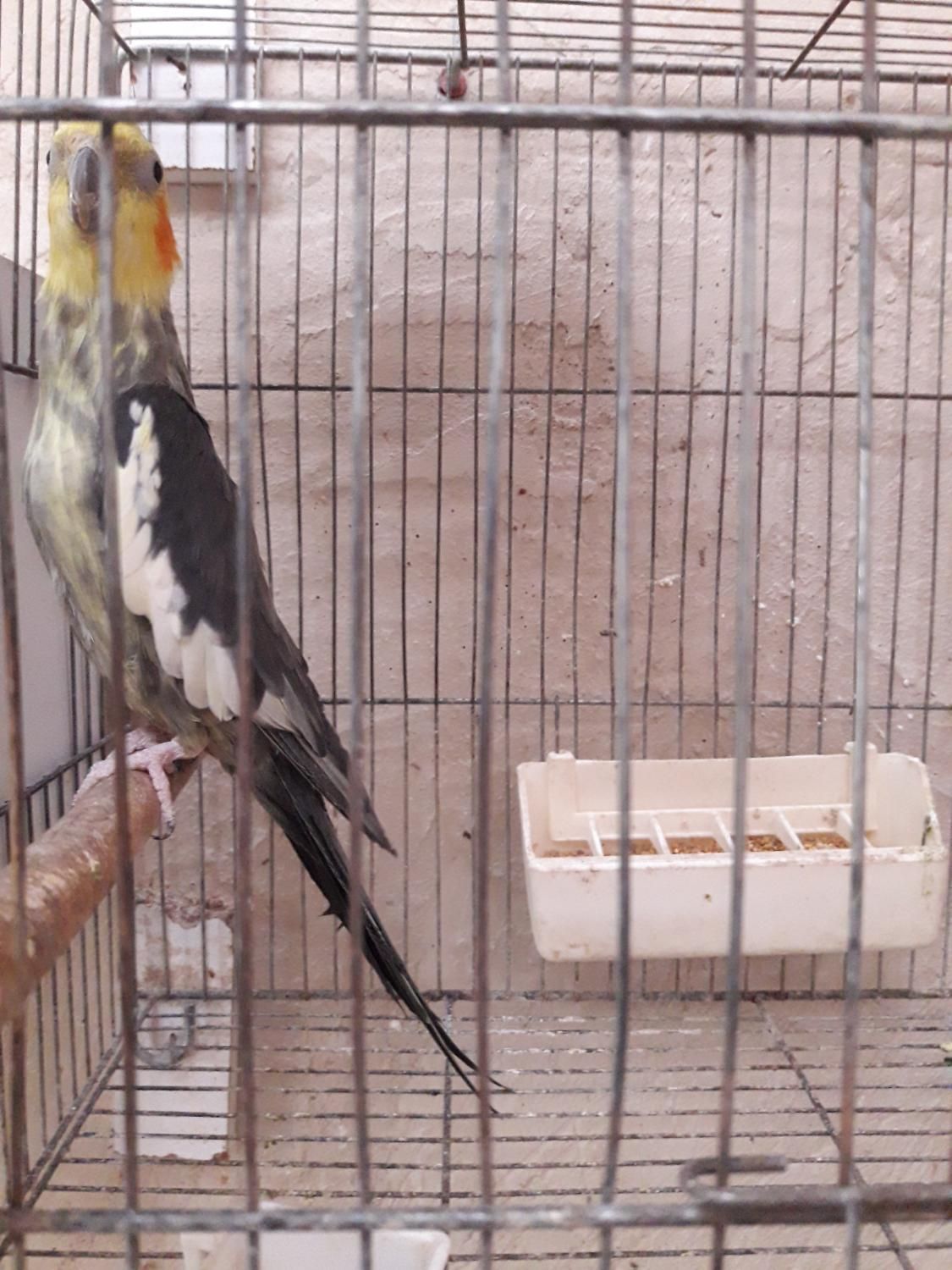 فروش تعدادی عروس هلندی درگوگان|پرنده|آذرشهر, |دیوار