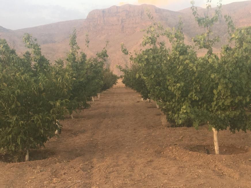 باغ۱۰۰۰متری حسین آباد نقش رستم|فروش زمین و ملک کلنگی|مرودشت, نقش رستم|دیوار