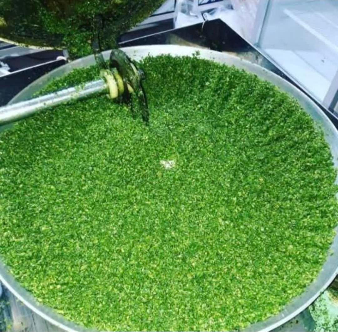 کیلو 40 تومان ، انواع سبزی خورد شده|خوردنی و آشامیدنی|شیراز, محراب|دیوار