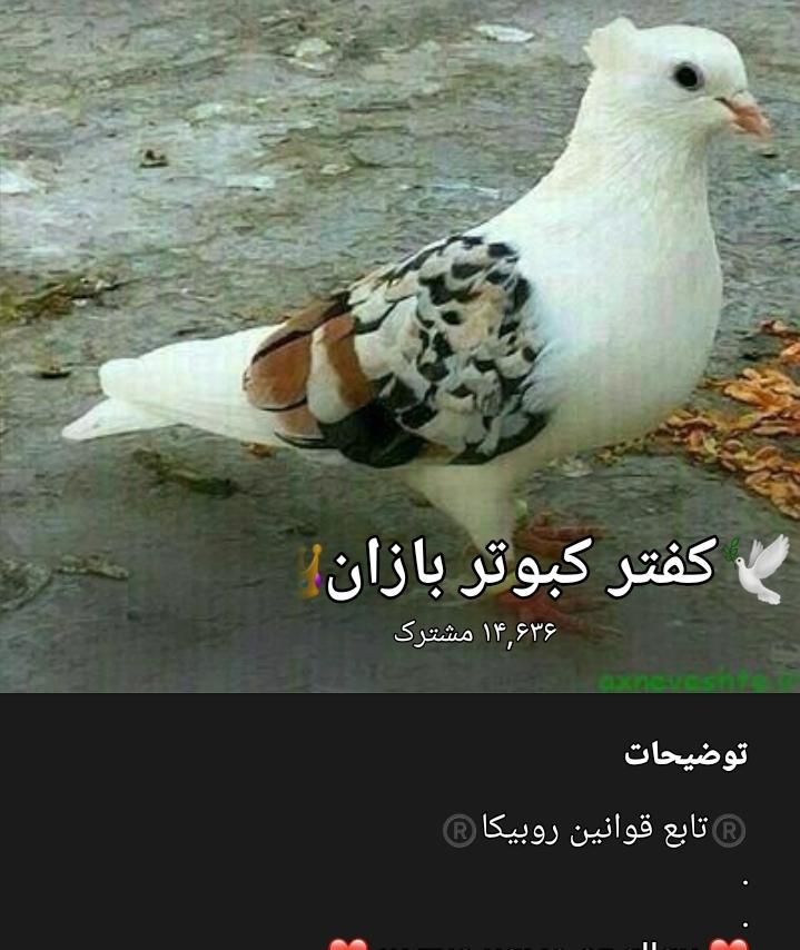 کبوتر|پرنده|گناباد, |دیوار