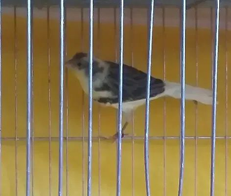 یک عدد جوجه قناری ابلغ سالم وسر حال|پرنده|اصفهان, نصرآباد|دیوار