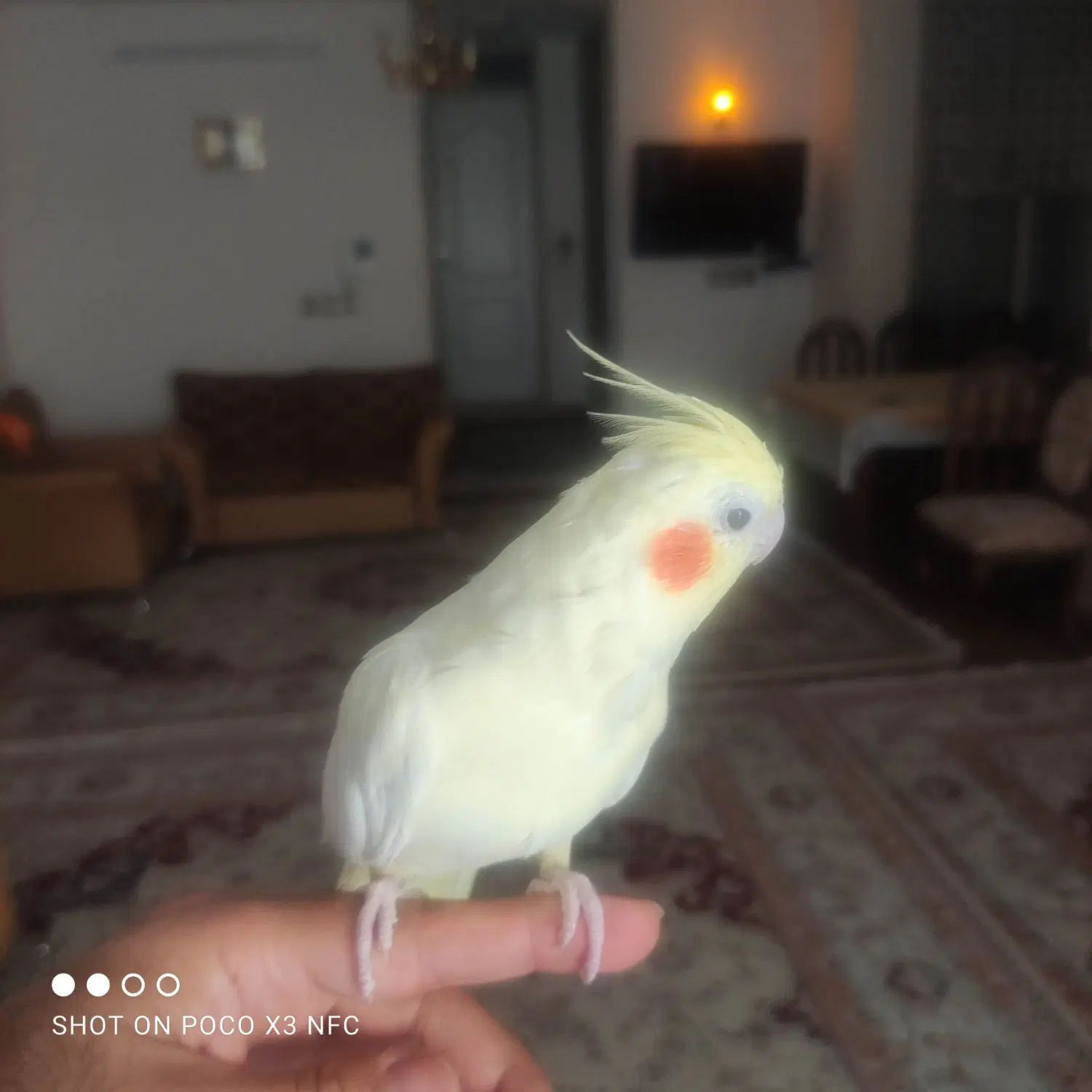 عروس هلندی دستی|پرنده|اصفهان, هفتون|دیوار
