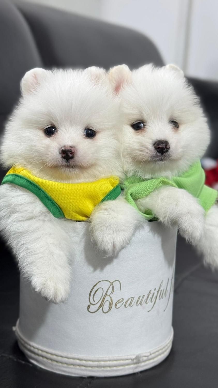 پامر خررسی سفید و پرتغالی|سگ|محمدشهر, همایون ویلا|دیوار