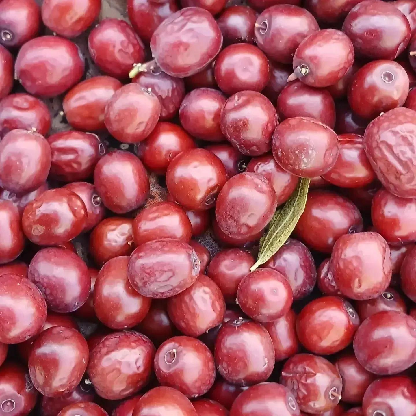 مرکز خرید وفروش عناب محصولات کشاورزی|خدمات باغبانی و درختکاری|بیرجند, |دیوار