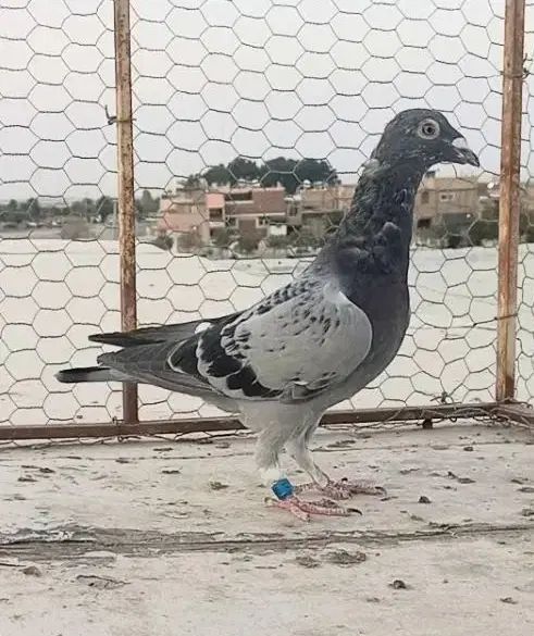 کبوترنروماده پلاکی کفتر مسافتی مصافتی|پرنده|اصفهان, باتون|دیوار