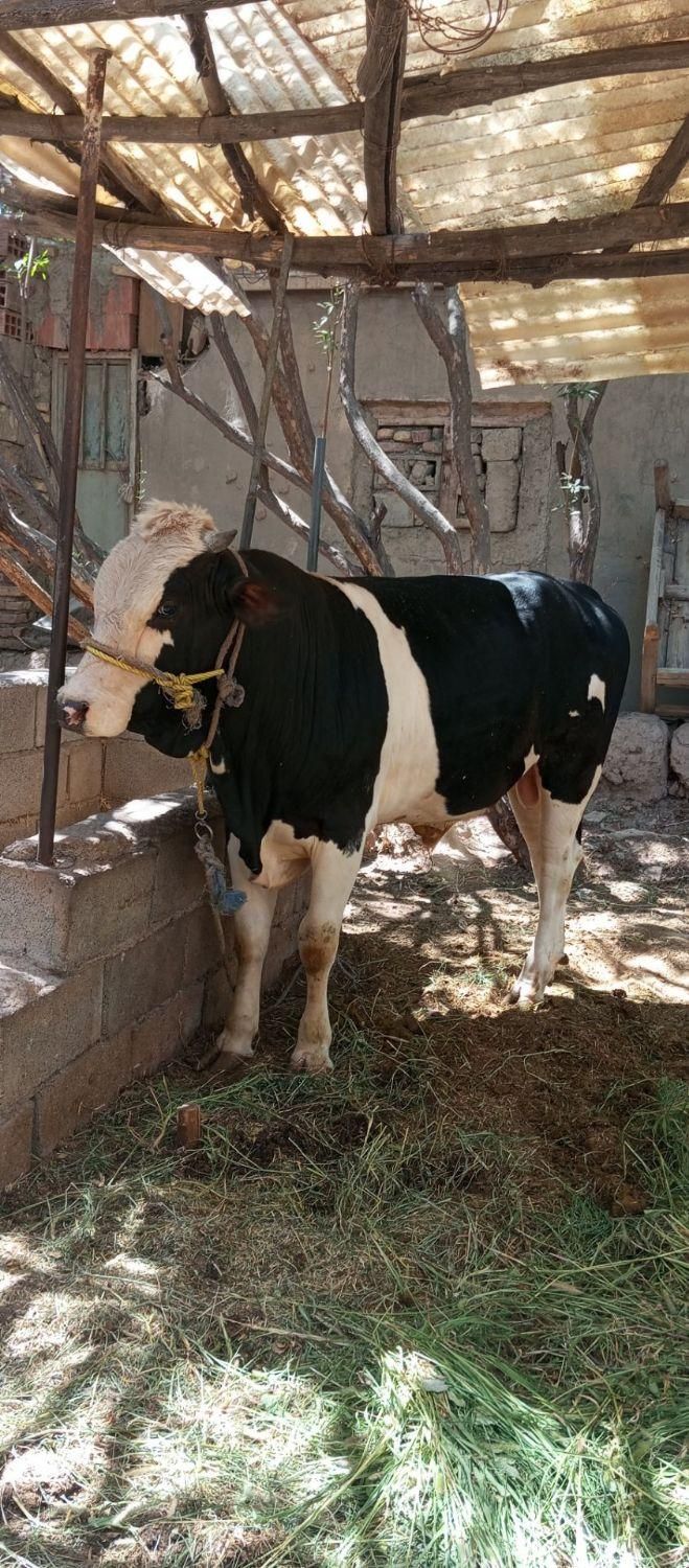 گوساله نر و بز پاکستانی|حیوانات مزرعه|کرمان, |دیوار
