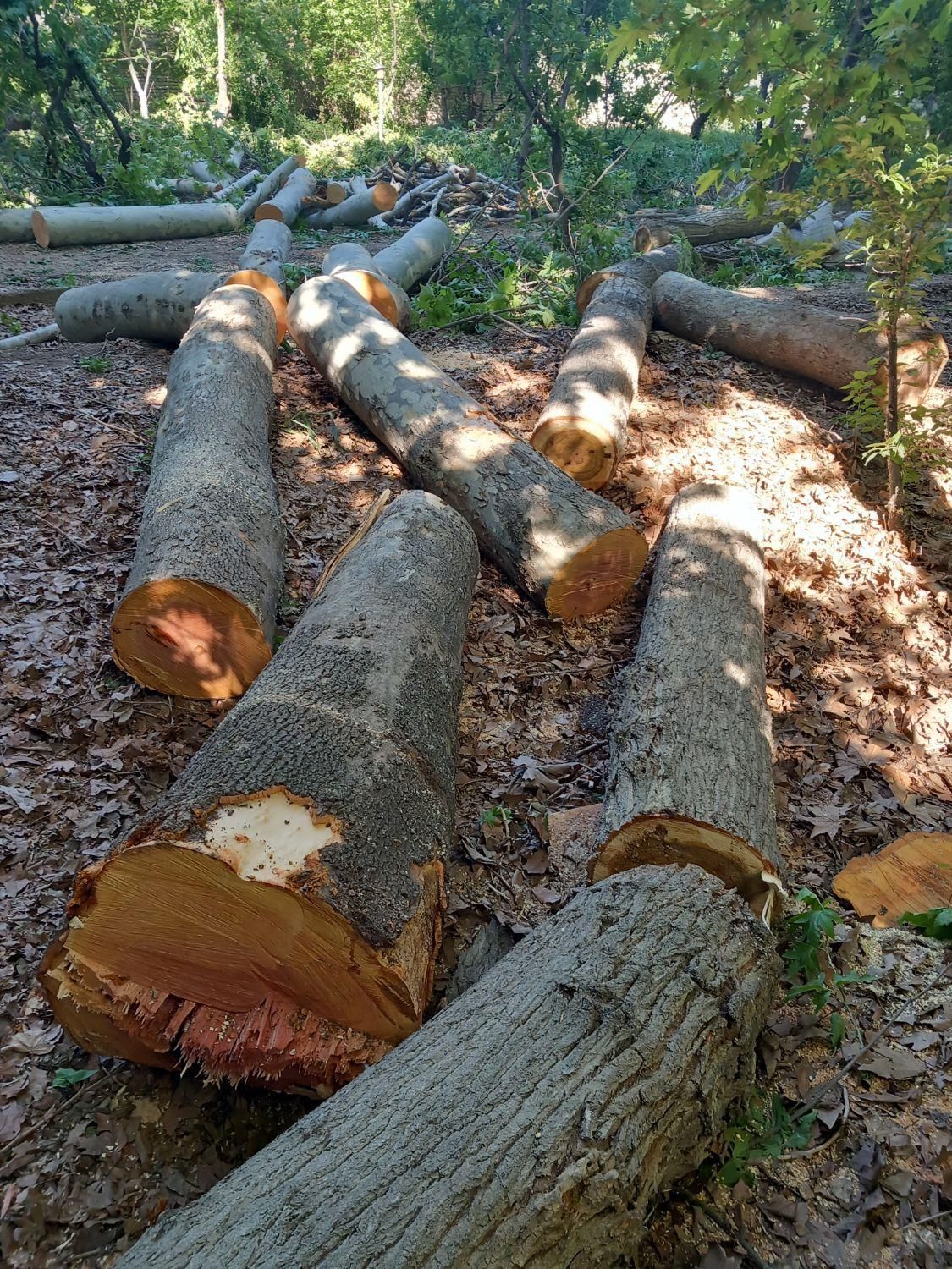 خریدهمه نوع چوب|خدمات باغبانی و درختکاری|چهارباغ, |دیوار