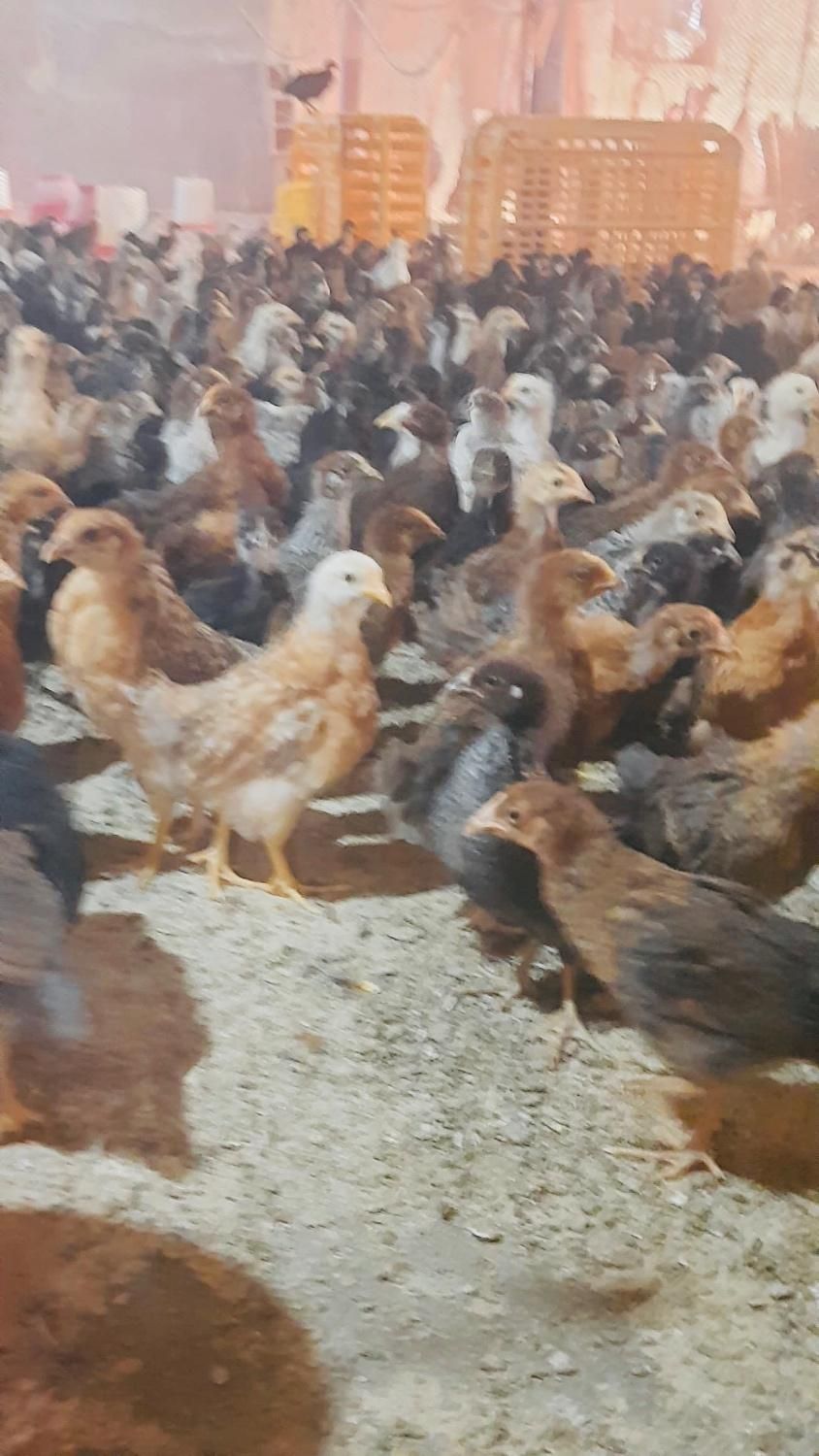 فروش ویژه انواع جوجه های یک روزه و بالغ|پرنده|مرودشت, ثبت احوال|دیوار