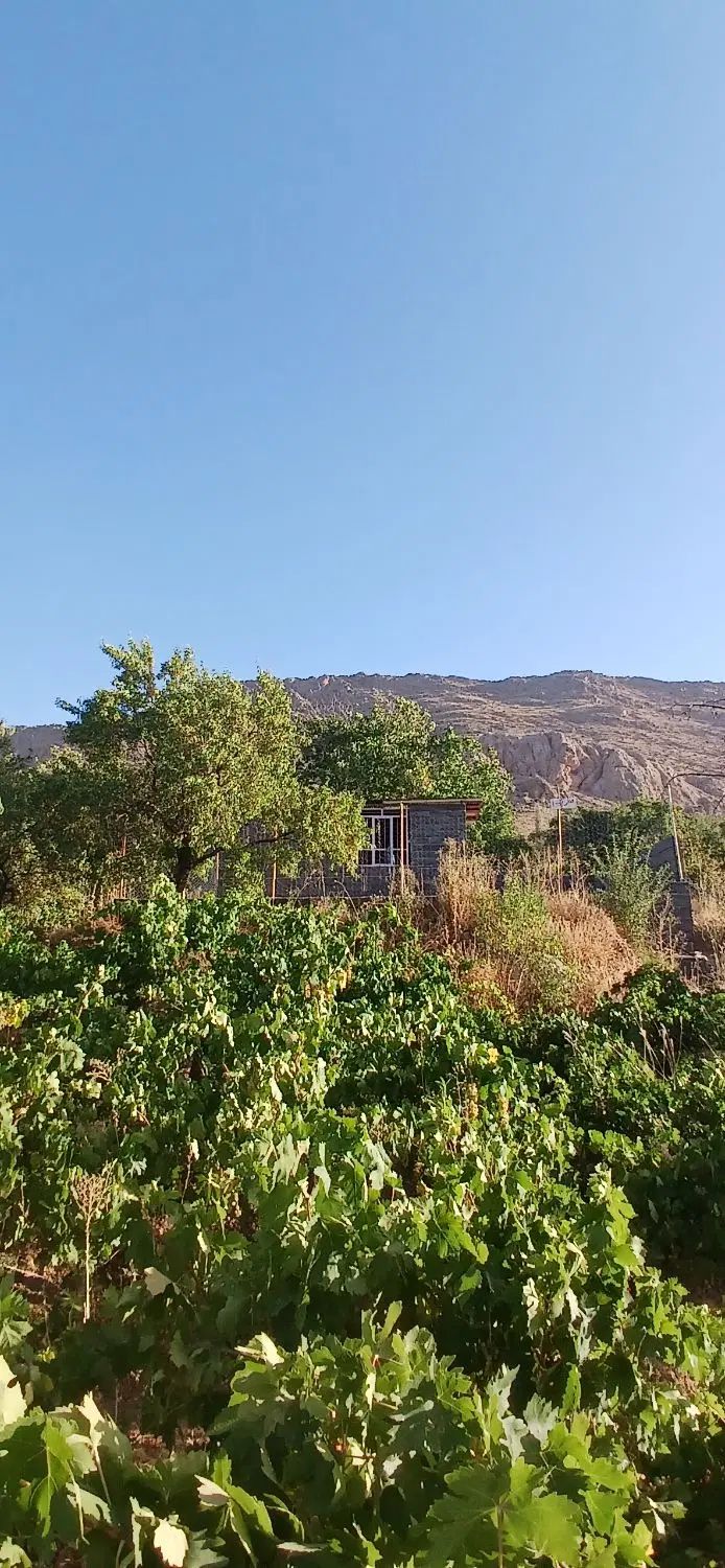 فروش ۲۰۰۰ متر باغ میوه در شهرستان سرسبز بوانات|فروش دفتر صنعتی، کشاورزی، تجاری|بوانات, |دیوار