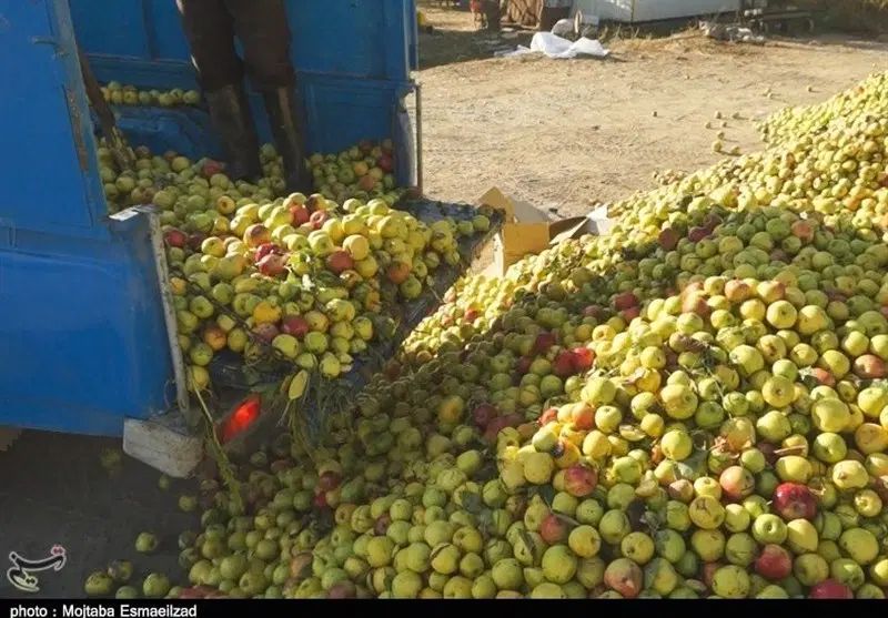 خریدار زیر درختی سیب در باغ شماهمراه چیدن بارگیری|خدمات باغبانی و درختکاری|بوکان, |دیوار