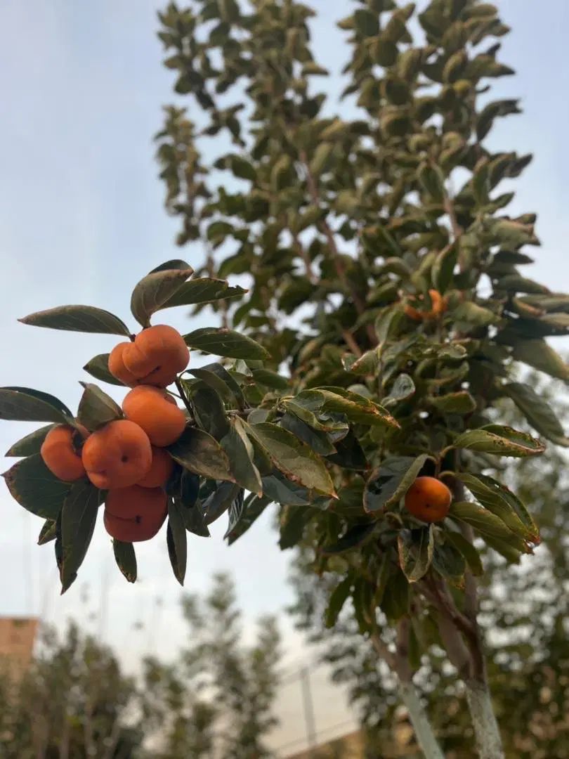 ۱۱۰ متر خونه ویلایی دوبلکس با جای پارک در حیاط|فروش خانه و ویلا|تهران, ستارخان|دیوار