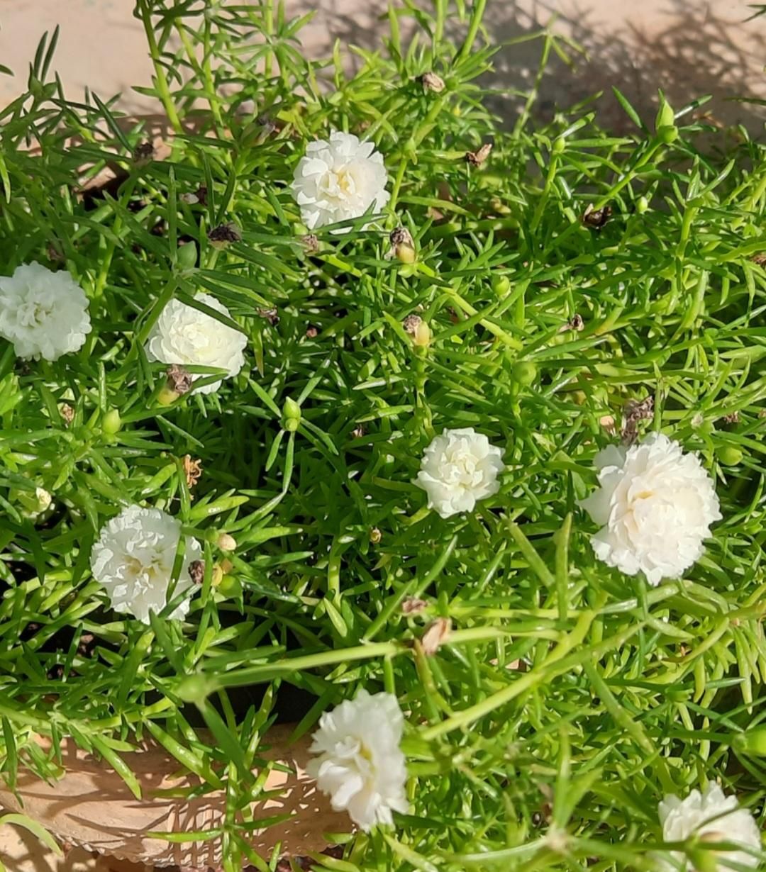 گل و گیاه|گل و گیاه طبیعی|برازجان, |دیوار