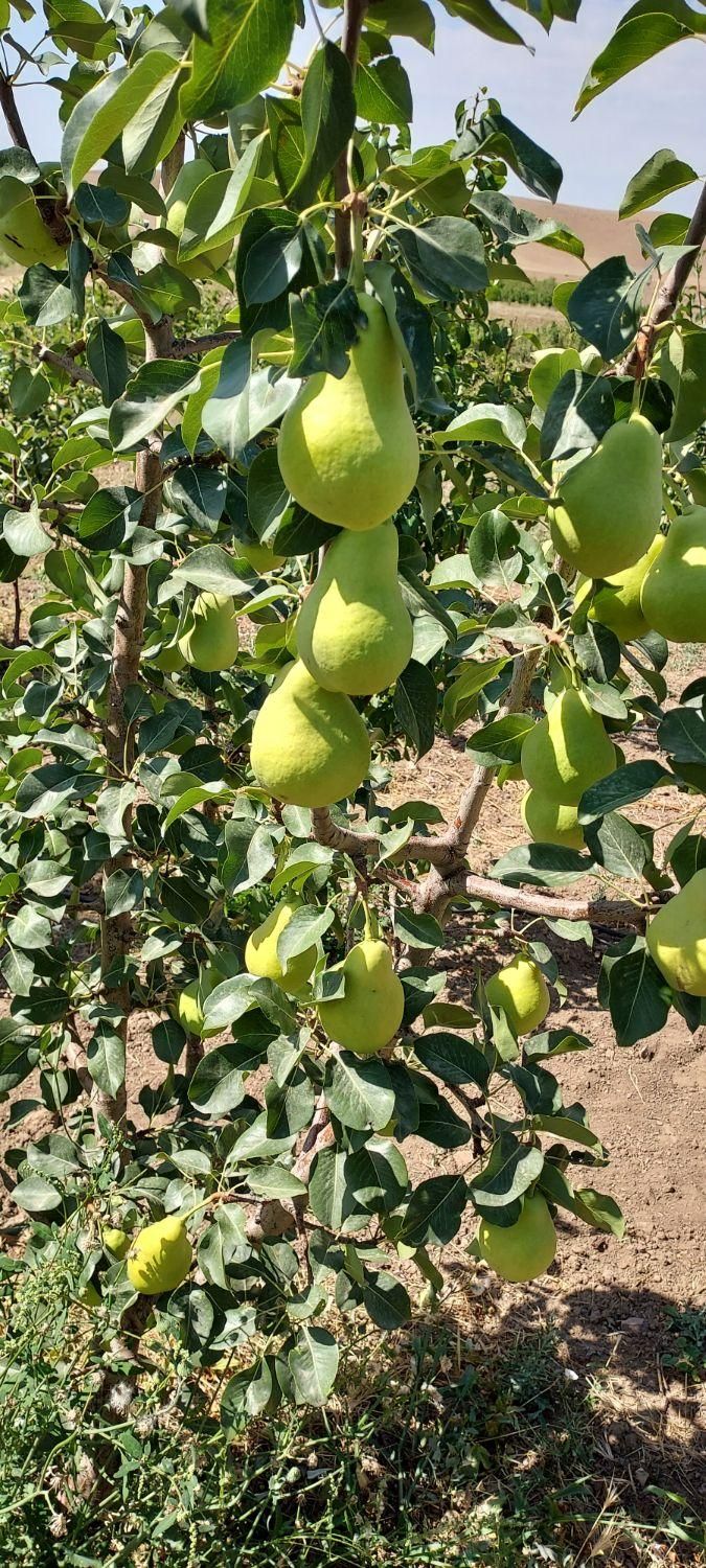 نهال و نهالستان سبلان سبز تختی|خدمات باغبانی و درختکاری|اردبیل, |دیوار