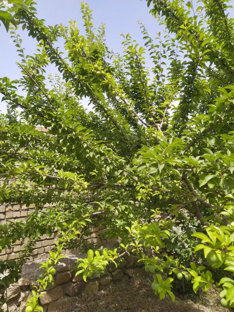 فروش باغ شاهنامه هفتاد و شش روستا جوادیه|فروش زمین و ملک کلنگی|مشهد, کوشک مهدی|دیوار