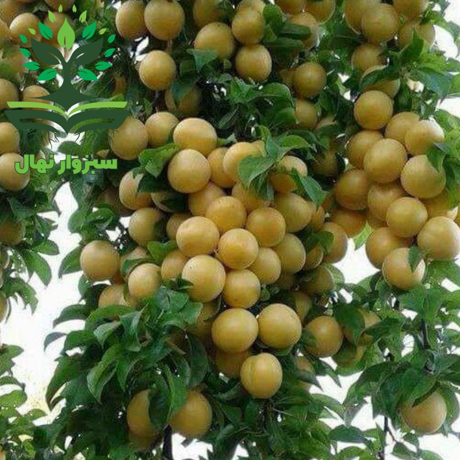 نهال آلو قطره طلا گلدانی( سبزوار نهال)|گل و گیاه طبیعی|سبزوار, کهنه آب|دیوار