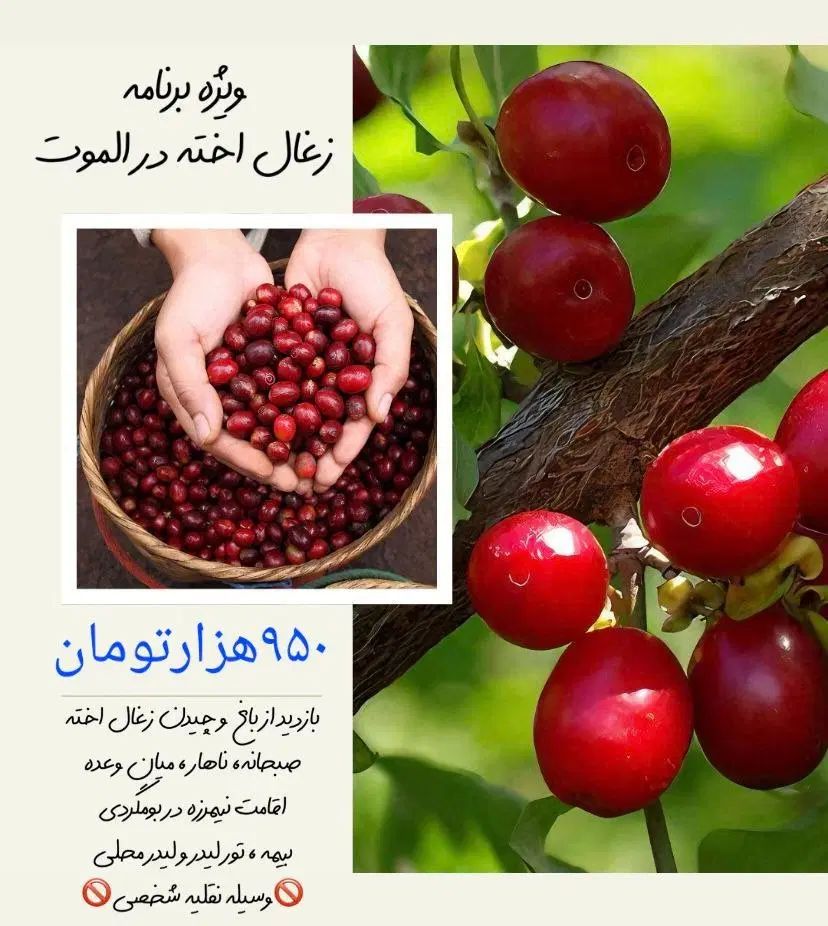 تور تجربه گرا زغال اخته چینی با قیمت استثنایی|تور و چارتر|کرج, عظیمیه|دیوار