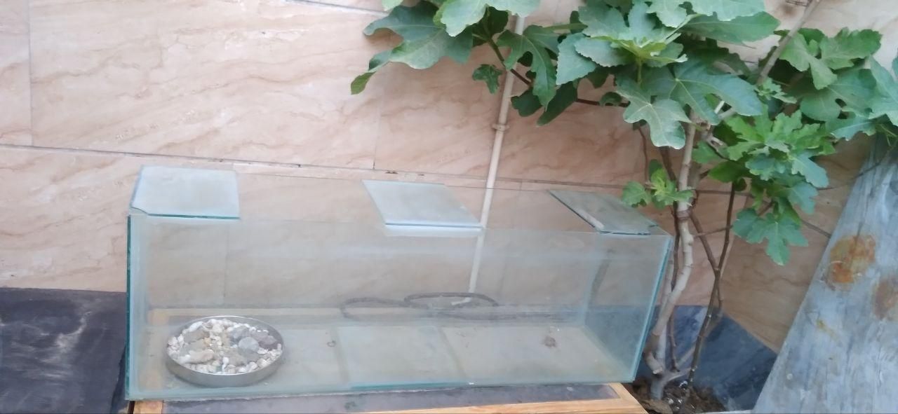 آکوارییوم بزرگ|ماهی|خاوران, |دیوار