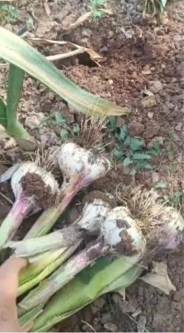 سیر سفید بدون واسطه|خوردنی و آشامیدنی|همدان, |دیوار