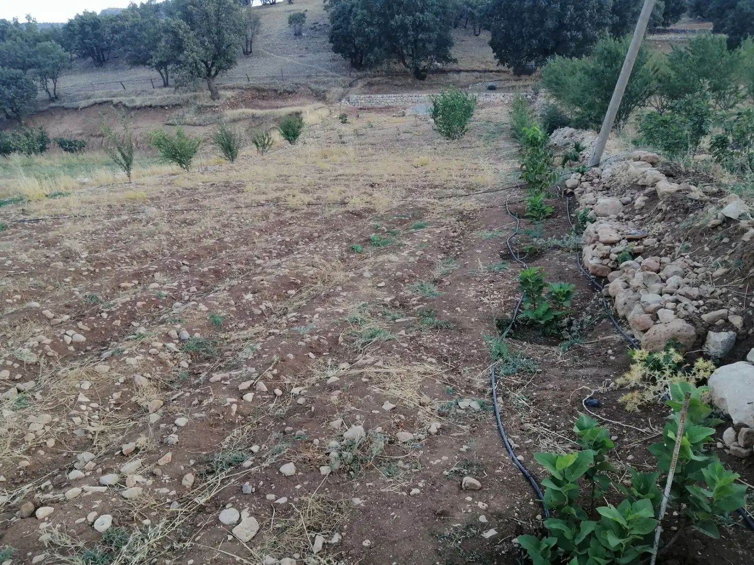 زمین بمساحت 1300 مترمربع جهت خانه باغ یا طرح.|فروش زمین و ملک کلنگی|کارزان, |دیوار