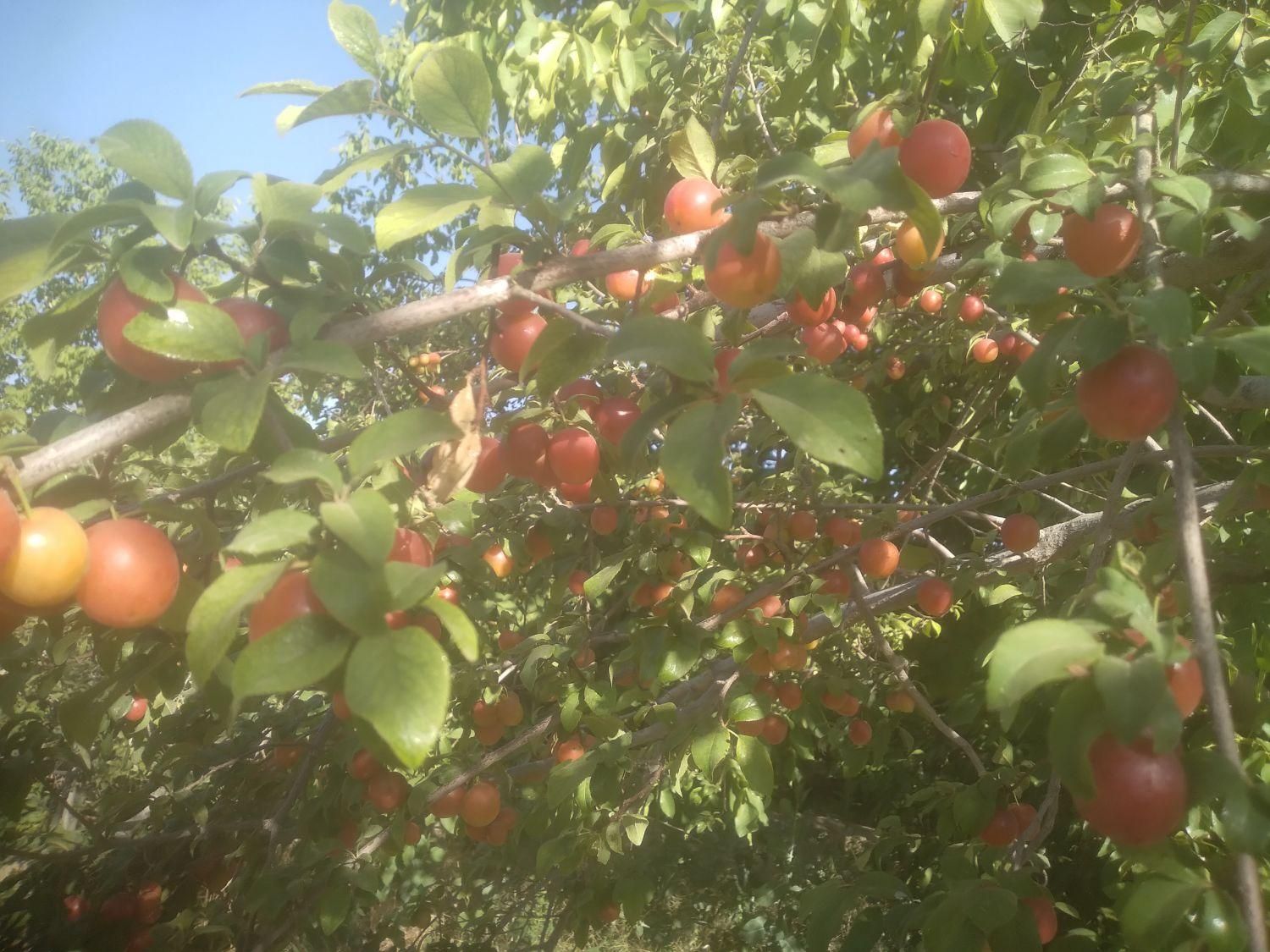الوچه برا لواشک وبرا خشکاندن|خوردنی و آشامیدنی|فولادشهر, B7|دیوار
