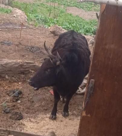 چاق باگوسفد بزوبره عوض میکنم|حیوانات مزرعه|گلی داغ, |دیوار