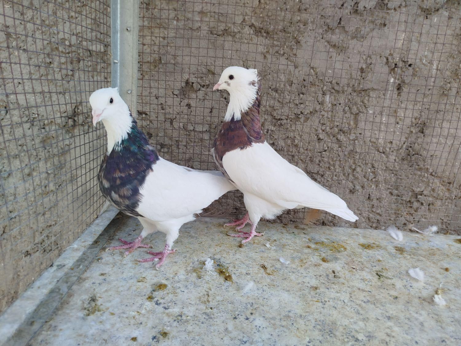 طوقی پاپر|پرنده|اصفهان, ارغوانیه|دیوار