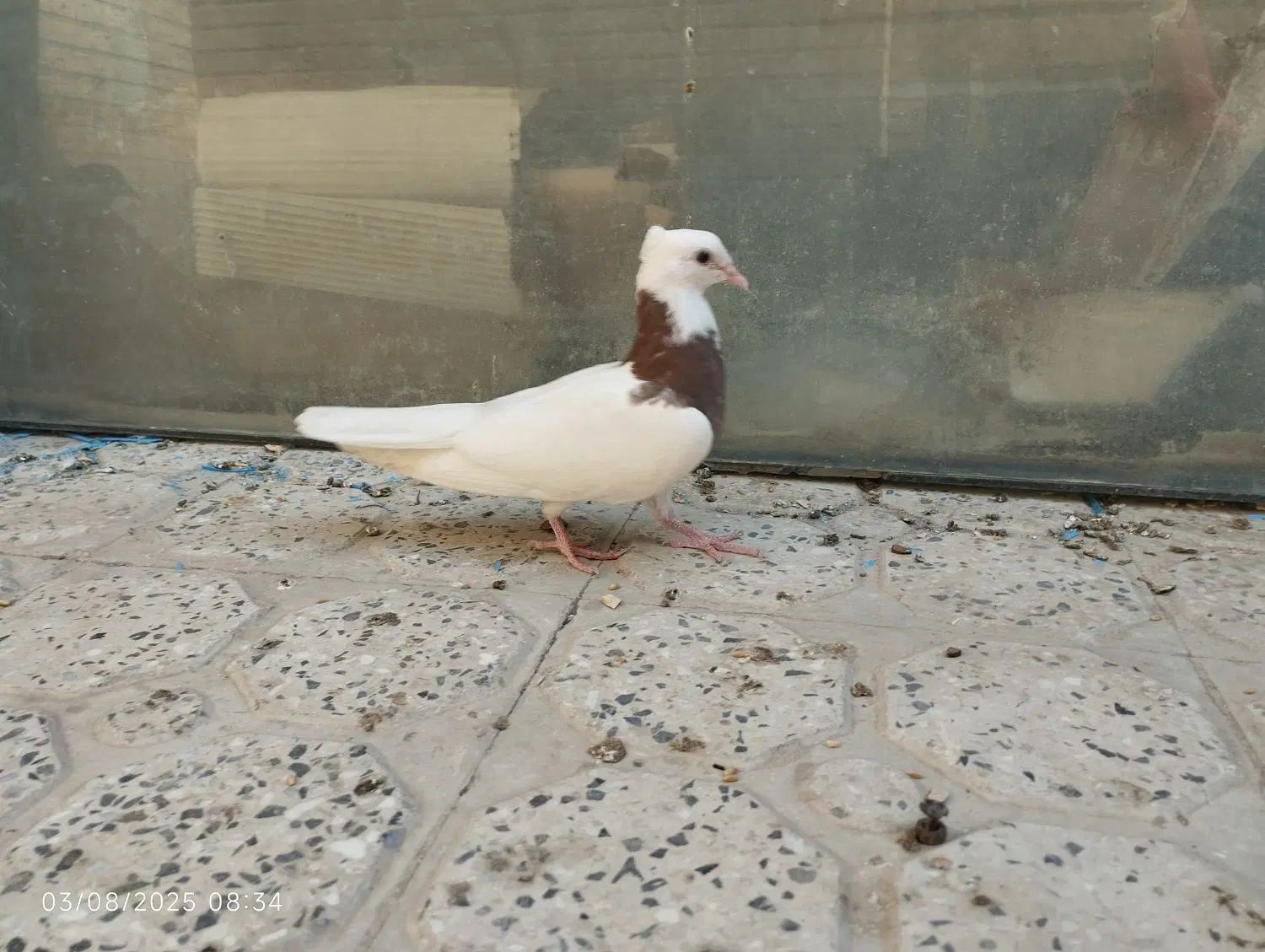 طوقی|پرنده|اصفهان, سودان|دیوار