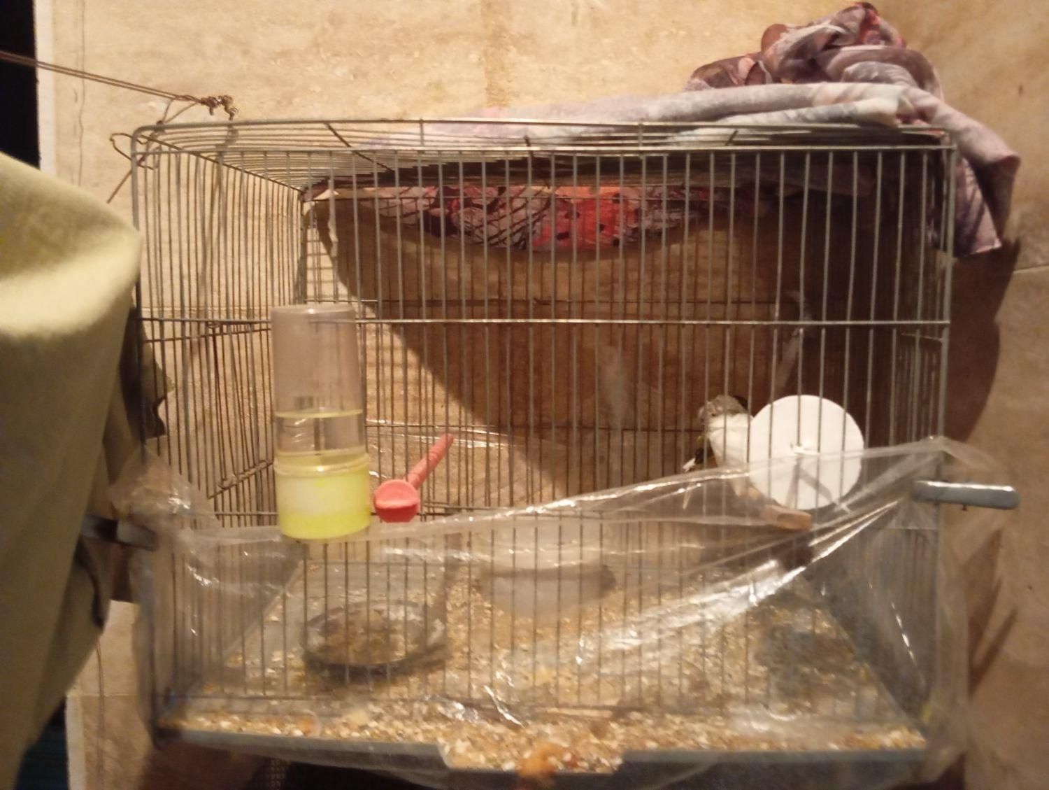 قفس پرنده بزرگ و کوچک مخصوص قناری و فنچ|لوازم جانبی حیوانات|قزوین, |دیوار