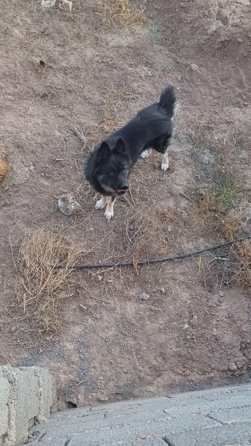 واگذاری سگ|سگ|رضویه, |دیوار