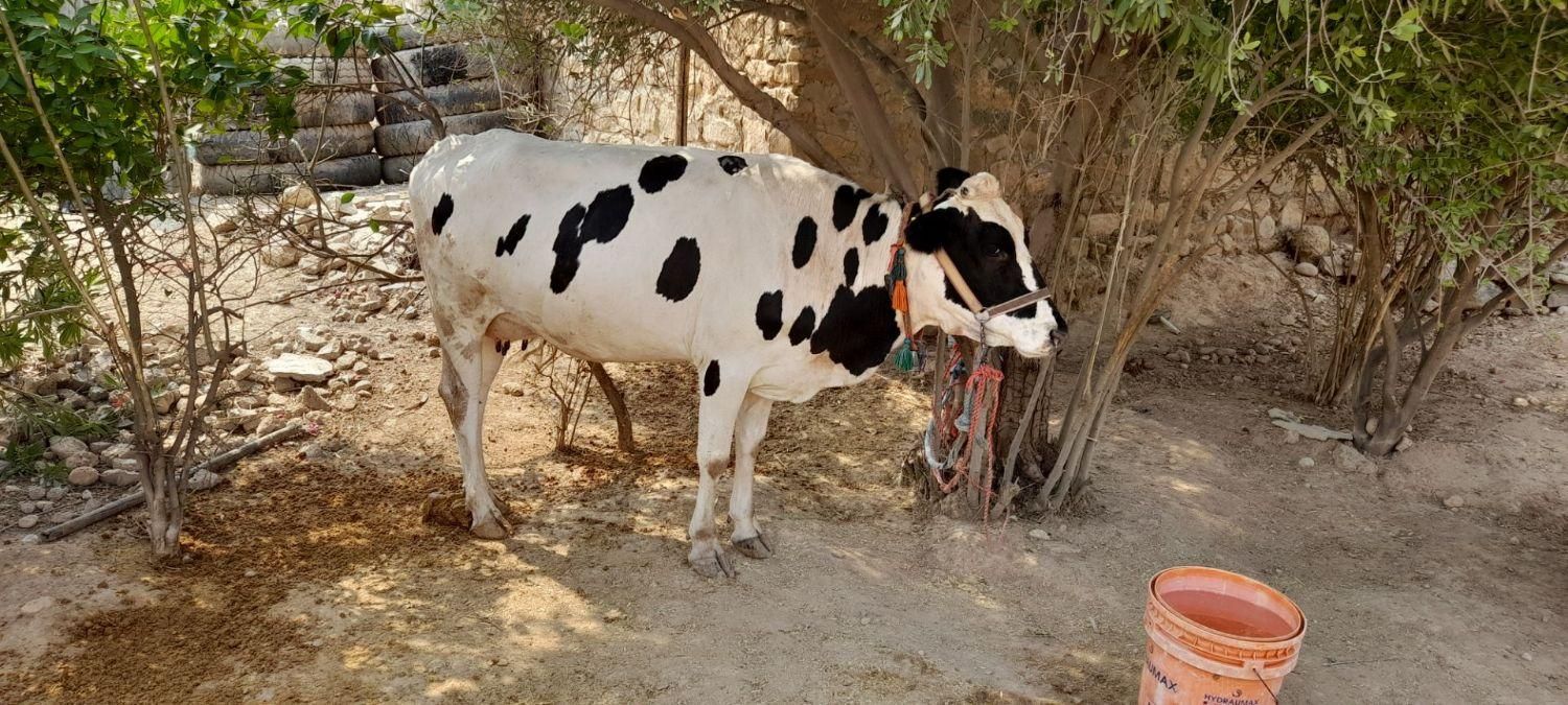 گاووگوساله|حیوانات مزرعه|اندیکا, |دیوار